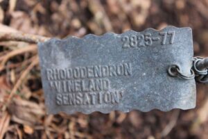 Rhododendron 'Vineland Sensation' 2825-77