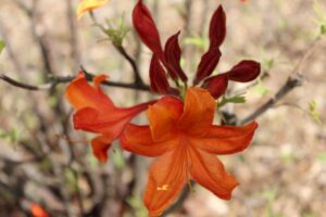 Rhododendron 'Violet Gordon'