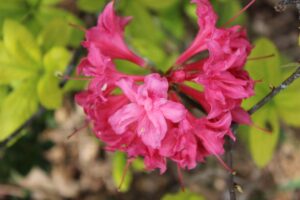 Rhododendron 'Homebush' 2616-2001