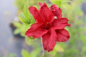 Rhododendron 'Arneson Ruby'
