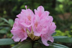 Rhododendron 'Hellikki' 609-1999
