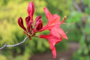 Rhododendron 'Rennie' 811-1999