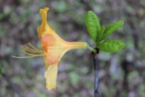 Rhododendron 'Old Gold' 1308-2005