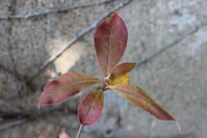Rhododendron 'Arneson Medaillon'