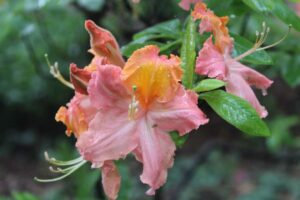 Rhododendron 'Vineland Sensation' 2825-77