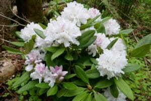 Rhododendron 'Boule de Neige'