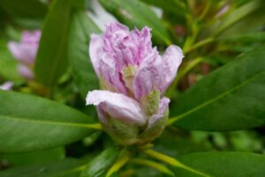 Rhododendron 'Boule de Neige'