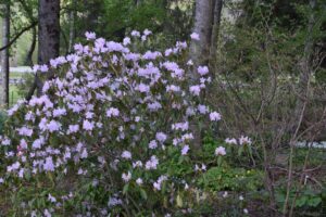 Rhododendron 'Annake Plazek'