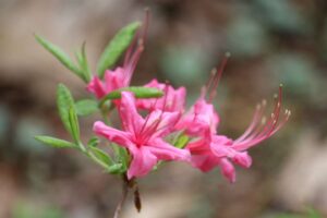 Rhododendron viscosum 'Pink Mist' 2203-96