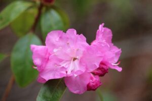 Rhododendron 'Brittany' 2334-1994