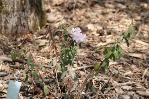 Rhododendron pubescens 714-2013