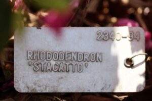 Rhododendron 'Stacatto' 2340-94