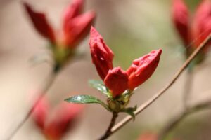 Rhododendron kaempferi 1708-2012