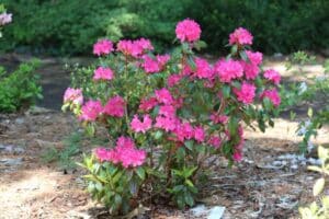 Rhododendron 'Landmark' 1294-2005
