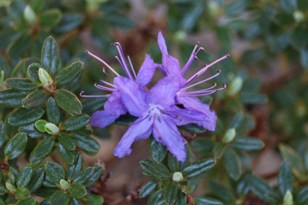 Rhododendron fastigiatum 1270-2014