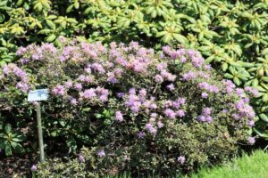 Rhododendron 'Saint Merryn' 2216-81-1985