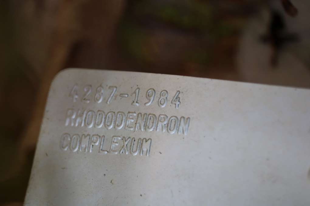 Rhododendron complexum 4287-84