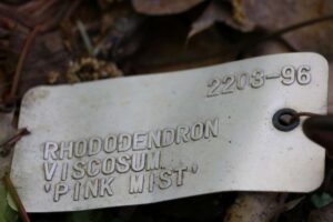 Rhododendron viscosum 'Pink Mist' 2203-96