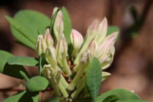 Rnododendron 'Snowbird' 1633-2001