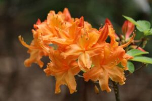 Rhododendron 'Vineland Carousel'