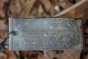 Rhododendron '7222' 2758-76