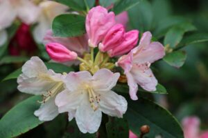 Rhododendron 'Percy Wiseman'