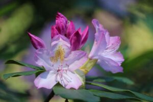 Rhododendron maximum 'Pride's Pink' 2349-1994