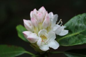 Rhododendron 'Leann'