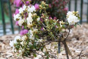 Rhododendron Brueckner 628 'III-29'