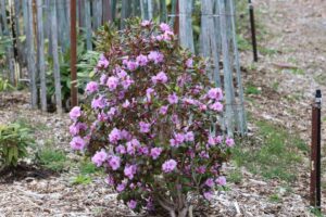 Rhododendron Brueckner 637 'III-27'