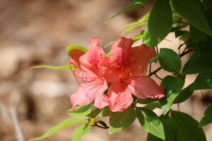 Rhododendron kaempferi 1708-2012