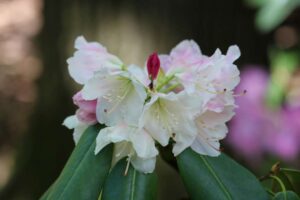 Rhododendron '7222' 2758-76