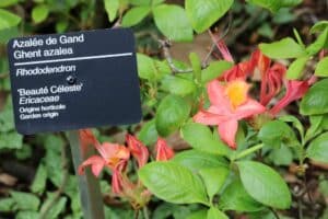Rhododendron 'Beauté Céleste' 1330-51 gandavense