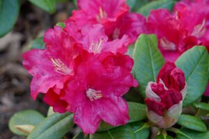 Rhododendron 'Ingrid Melquist'
