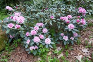 Rhododendron 'Mist Maiden'