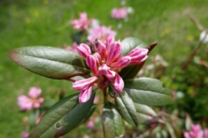 Rhododendron 'aglo'