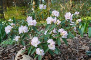 Rhododendron 'Malta'