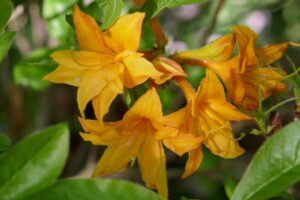Rhododendron 'Apricot Surprise'