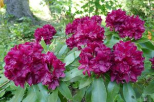 Rhododendron 'Double Besse'