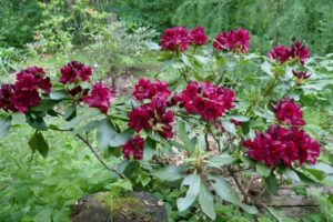 Rhododendron 'Double Besse'