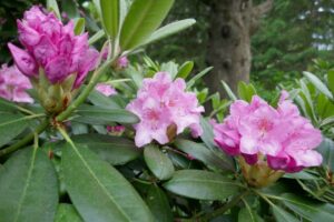 Rhododendron 'Haaga'