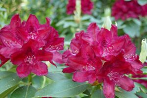 Rhododendron ''Henry's Red''