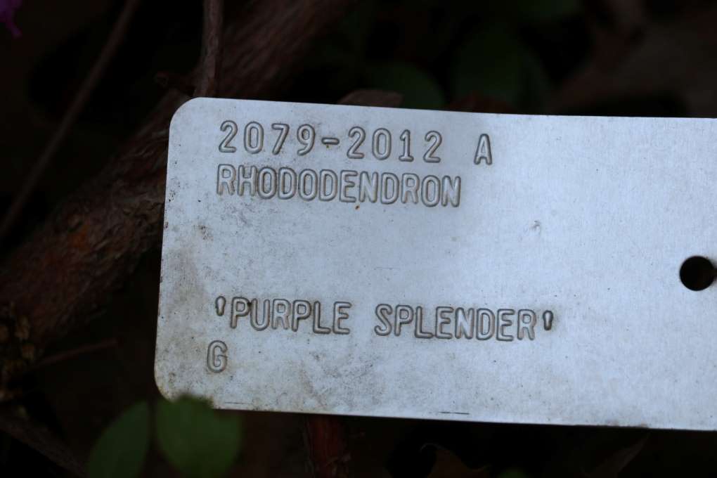 Rhododendron 'Purple Splender' 2079-2012