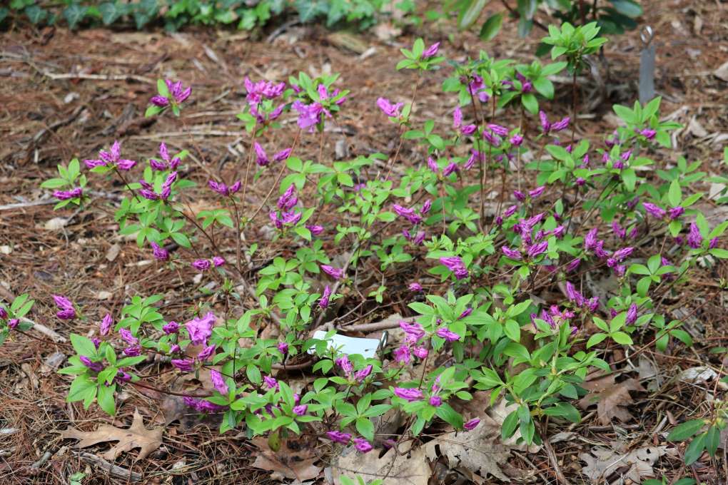 Rhododendron 'Purple Splender' 2079-2012