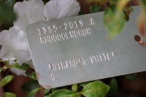 Rhododendron 'Girard's White' 1385-2019