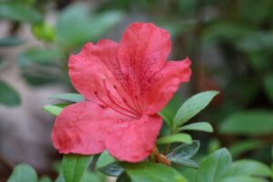 Rhododendron 'Skata Red' 2467-78-1978