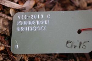 Rhododendron oreotrephes 414-2019