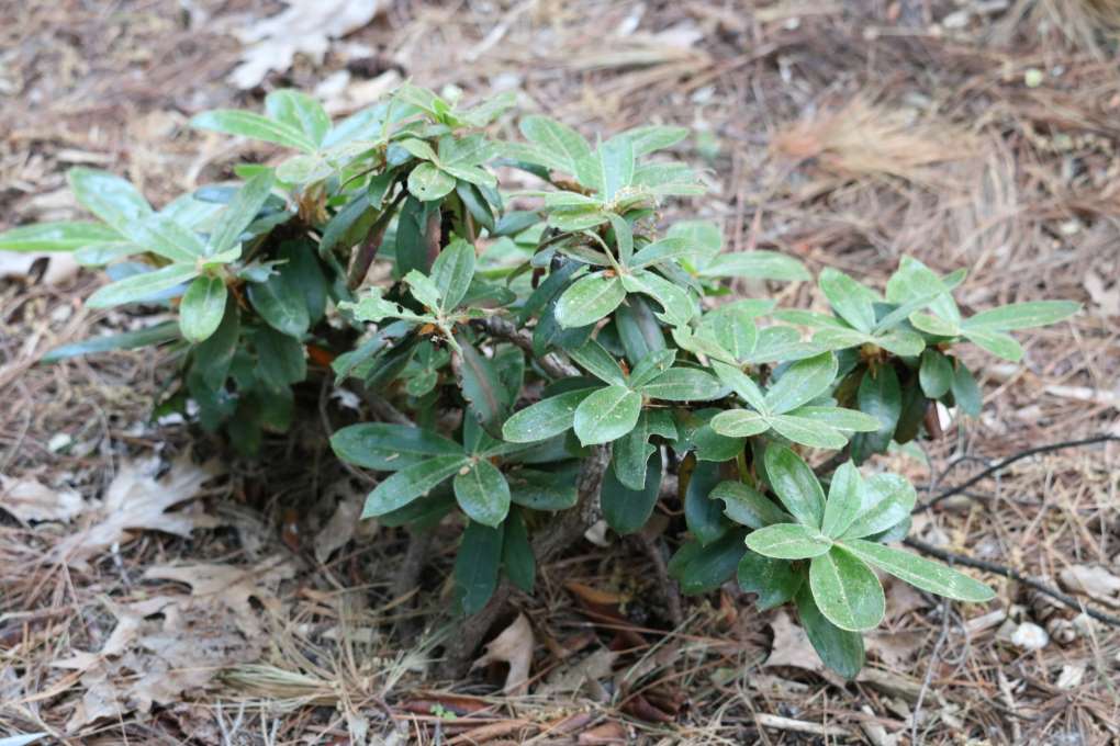 Rhododendron longesquamatum 1281-2005