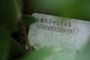 Rhododendron 'PJM White' 1552-1989