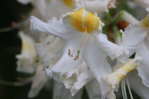 Rhododendron 'Avocet' 2680-1976